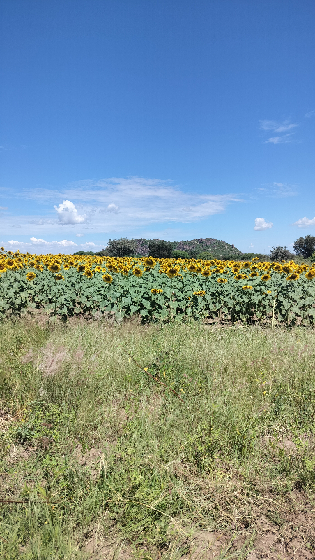 Sunflower and maize fields at sunrise